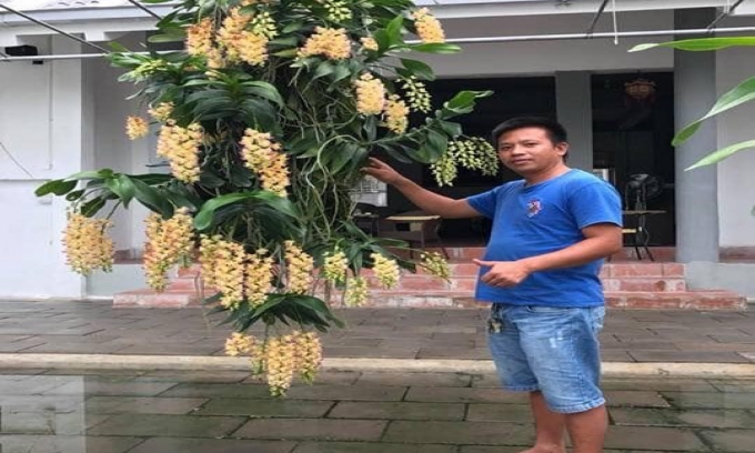 Đỗ Đức Nghĩa và bí quyết thành công về hoa lan đột biến